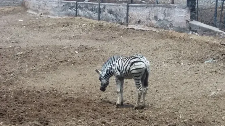 Las 12 cebras del Ecoparque, a veces, se pueden ver desde la calle lateral. Las 12 cebras del Ecoparque, a veces, se pueden ver desde la calle lateral.