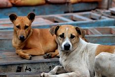 300 perros mapeados en La Favorita con app CONICET Foto: thequint.com