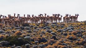 Este pueblo está enclavado en la provincia de Río Negro. Su mayor atractivo es la naturaleza. Foto: Río Negro