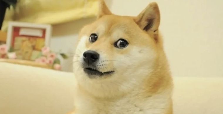 La perra inspiró millones de memes alrededor del mundo, incluso a una critomoneda con su nombre Foto: Archivo