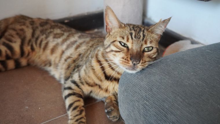 Algunos consejos para mejorar el descanso de tu gato en verano. Foto: Archivo