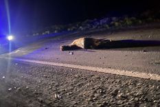 El caballo se cruzó en la ruta y fue embestido por un auto en Jocolí, Lavalle Foto: Imagen ilustrativa / Ministerio de Seguridad de Mendoza