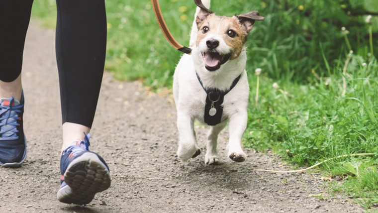El mejor horario para pasear en verano es antes de las 10 o después de las 19. Foto: Archivo