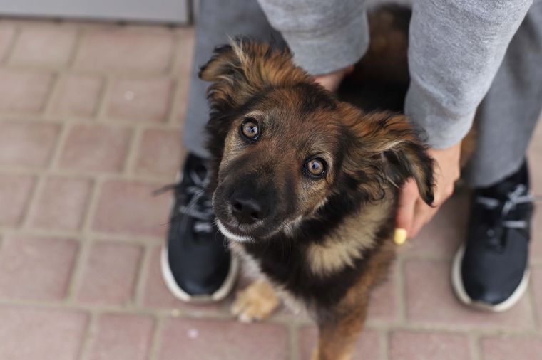 Los perros callejeros buscan compañía Foto: SHUTTERSTOCK