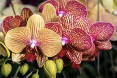 Las orquídeas se caracterizan por sus hermosas flores Foto: Shutterstock