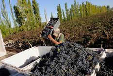 las proyecciones vinicas logran un equilibrio despues de varios anos