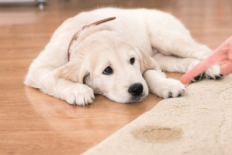 Si un perro o un gato repite el mismo lugar para orinar, porque no quedó limpio completamente. Foto: Archivo Si un perro o un gato repite el mismo lugar para orinar, porque no quedó limpio completamente. Foto: Archivo