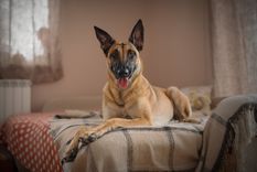 Los perros pueden comer todo tipo de frutas, una de ellas es la cereza. Foto: SHUTERSTOCK