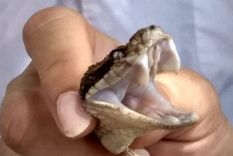 El centro correntino produce suero antiofídico para abastecer a gran parte del país. Foto: CISVA