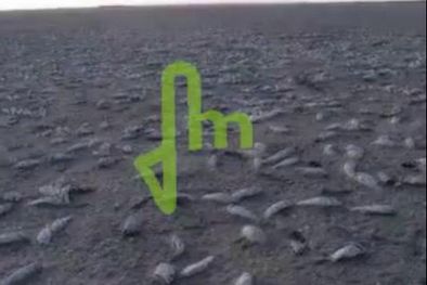 MDZol | La imagen de Mediamza muestra la mortandad de peces.