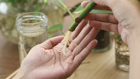 Este enraizante casero se realiza con ingredientes de la alacena Foto: Shutterstock