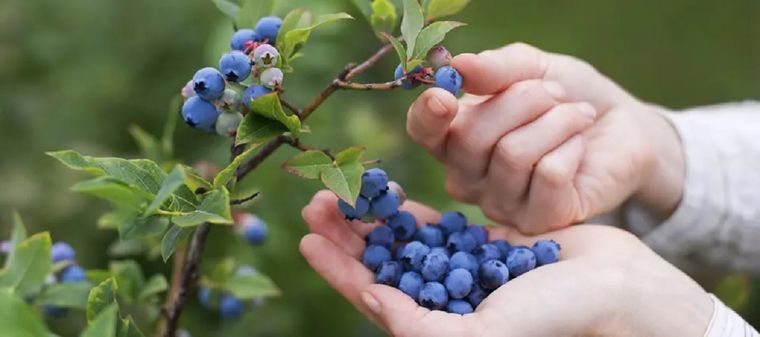 Cultiva tus propios arándanos en maceta y disfruta de esta deliciosa y saludable fruta Foto: Infoagro