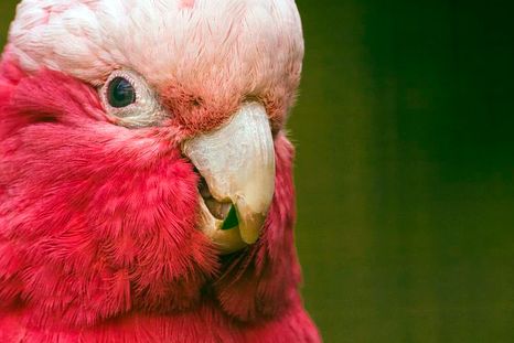 El loro rosado o cacatúa Galah (Eolophus roseicapilla) es una especie de ave de la familia de las cacatúas, nativa y muy común en Australia. Puede volar hasta 70 km/h. El loro rosado o cacatúa Galah (Eolophus roseicapilla) es una especie de ave de la familia de las cacatúas, nativa y muy común en Australia. Puede volar hasta 70 km/h.