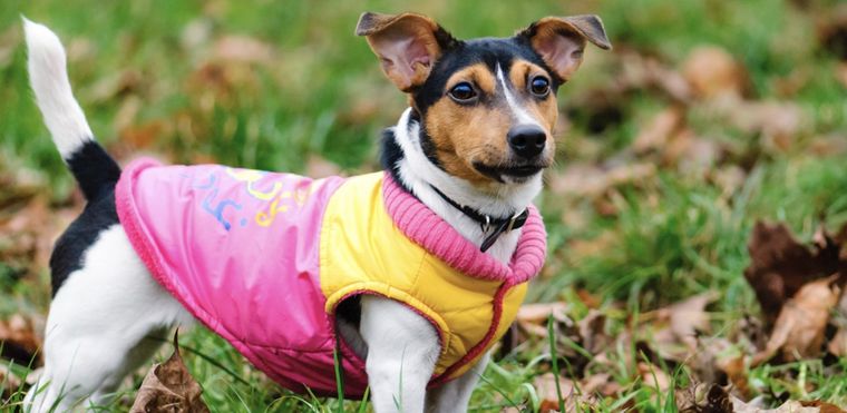 ¿Esta bien la decisión de vestir a nuestros animales? Foto: Shutterstock