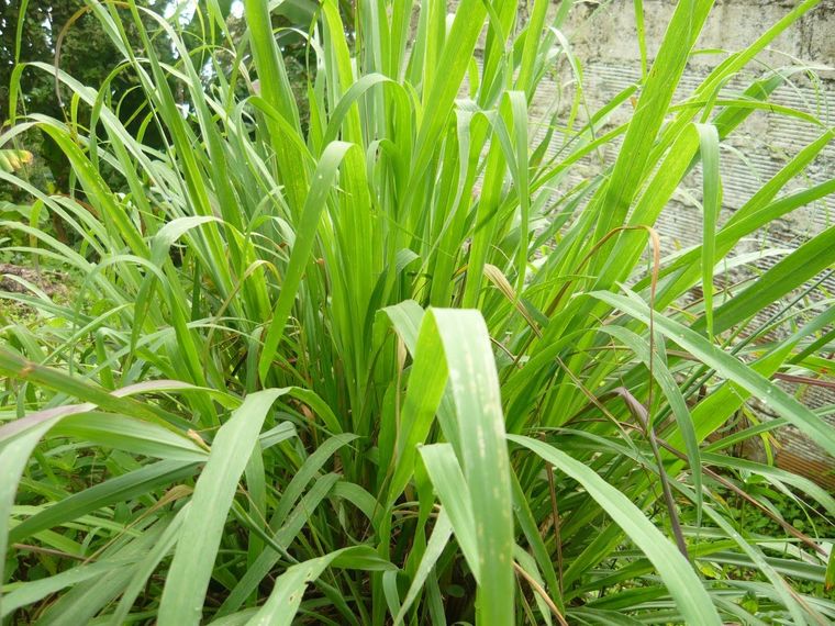 La citronella es una aliada para ahuyentar y combatir a los mosquitos de tu jardín Foto: Plantas medicinales La citronella es una aliada para ahuyentar y combatir a los mosquitos de tu jardín Foto: Plantas medicinales