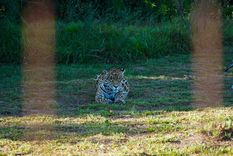 La aparición de este Yaguareté impactó también en Misiones.