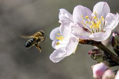 La polinización es un acto fundamental de la vida en el planeta. Foto: Efe.