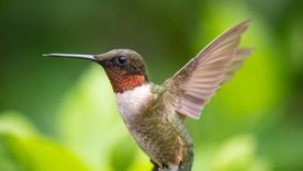 Si no querés que los colibríes dejen de visitar tu jardín, tenés que aplicar los trucos y secretos que te dejamos en el artículo Foto: Freepik Si no querés que los colibríes dejen de visitar tu jardín, tenés que aplicar los trucos y secretos que te dejamos en el artículo Foto: Freepik