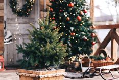 Ya llegó diciembre, se acerca la navidad, comenzá a decorar tu casa con plantas de tu jardín Foto: SHUTERSTOCK