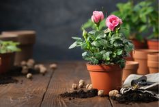 JARDÍN LAS MACETAS SON ESENCIALES PARA LAS PLANTAS. Foto: Shutterstock