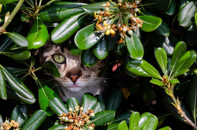 Consejos de jardinería para que no se intoxiquen los gatos. Fuente: Freepik.