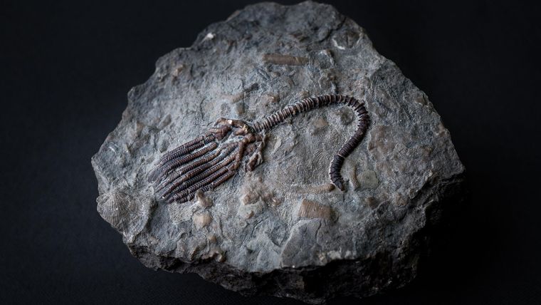 Un fósil de crinoideo completo es un hallazgo "relativamente raro" según el Servicio Geológico Británico, y lo más frecuente es que se descubran los huesecillos individuales del tallo.