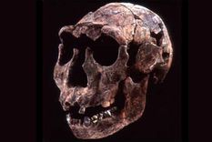 hallaron restos del hominido mas antiguo del planeta