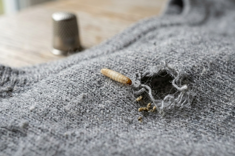 Adiós a la naftalina. Fuente. IA Gemini. Adiós a la naftalina. Fuente. IA Gemini.