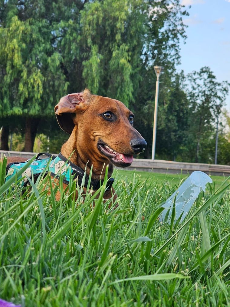 Estos consejos son vitales para el cuidado del perro Foto: Rodrigo Carrizo