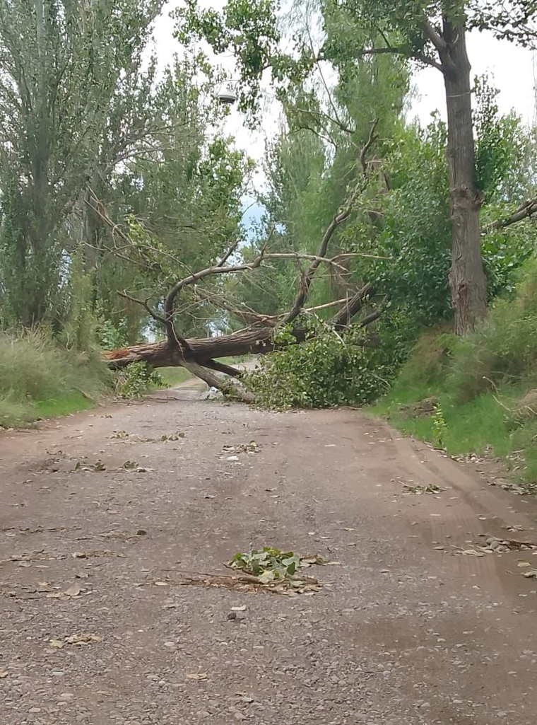 Más de 120 árboles caídos, granizo y voladura de chapas complican a varias localidades del este, donde aún este lunes siguen los trabajos de emergencia. Más de 120 árboles caídos, granizo y voladura de chapas complican a varias localidades del este, donde aún este lunes siguen los trabajos de emergencia.