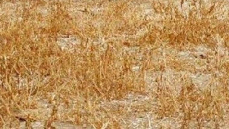 ACERTIJO VISUAL ACERTIJO VISUAL, RETO VISUAL, GATO Foto: Archivo MDZ