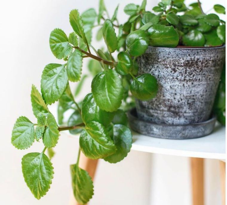 Jardinería. Una planta de fácil cuidado. Foto: OK DIARIO Jardinería. Una planta de fácil cuidado. Foto: OK DIARIO