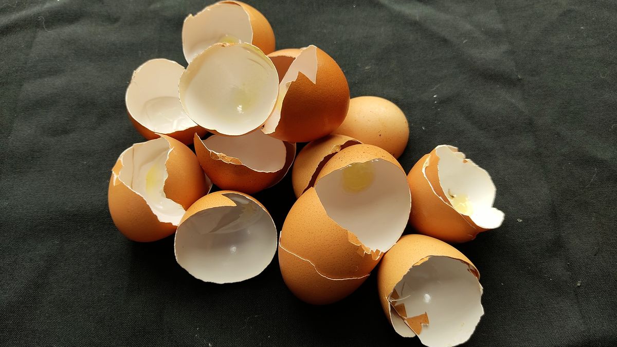El tesoro oculto en tu cocina: cómo aprovechar las cáscaras de huevo en el jardín