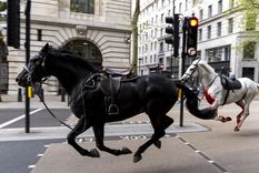 Dos de los caballos galopando por las calles de Londres. Foto: DPA