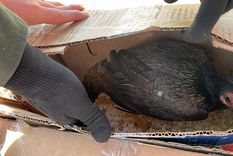 gendarmes secuestraron gallos de rina en san juan