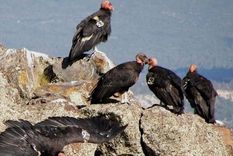 Ejemplares de cóndores californianos. Foto: PennLive.