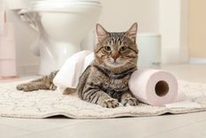 Estos son los motivos por los que los gatos ronronean Foto: SHUTTERSTOCK