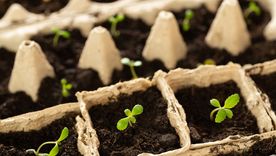 JARDÍN EL SUSTRATO ES LA SUPERFICIE SOBRE LA QUE SE REPRODUCEN Y DESARROLLAN LAS PLANTAS Foto: SHUTTERSTOCK