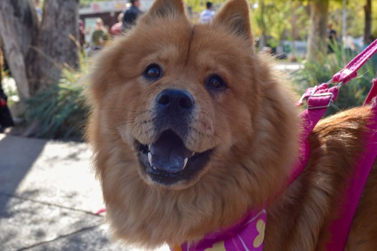 El parque Central recibió dos mil perros. Foto: Maru Mena / MDZ