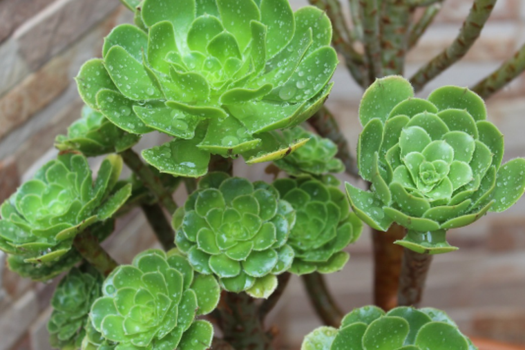 La suculenta es una de las plantas más elegidas en las decoraciones de interiores. Foto: Archivo