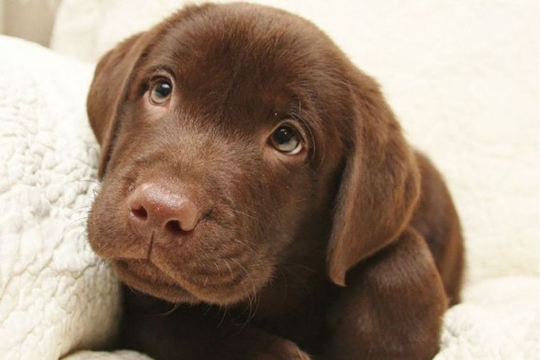 El Labrador, entre las razas ideales para familias y tareas de asistencia. Foto: Archivo El Labrador, entre las razas ideales para familias y tareas de asistencia. Foto: Archivo