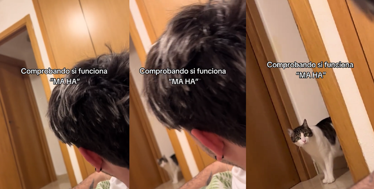 La reacción del felino recorrió todas las redes sociales. Foto: Archivo