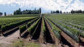 Los viñedos de Mendoza Foto: archivo MDZ Los viñedos de Mendoza Foto: archivo MDZ