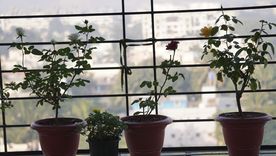 Árbol en balcón: una tendencia en crecimiento. Foto: Shutterstock Árbol en balcón: una tendencia en crecimiento. Foto: Shutterstock