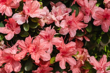 Las azaleas están en su máximo esplendor durante la primavera Foto: Pexels