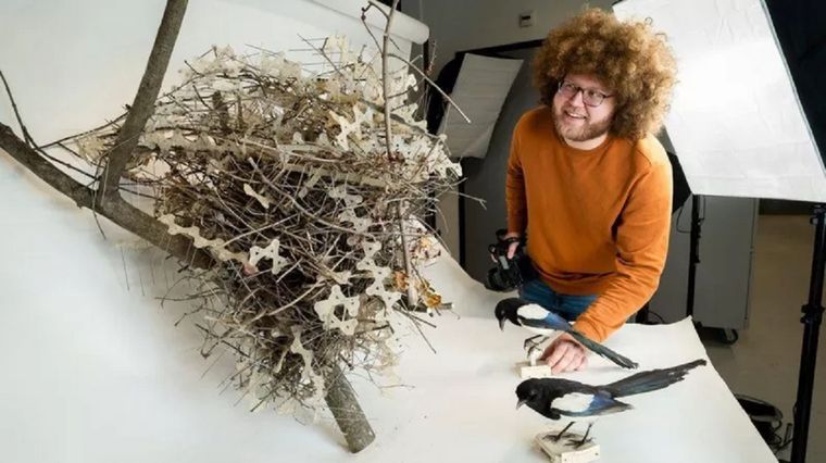El biólogo Auke-Florian Hiemstra dice que las aves parecen estar usando las púas como los humanos pretendían: para mantener alejados a sus depredadores. Foto: ALEXANDER SCHIPPERS