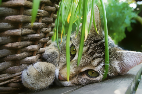 Conoce el truco ideal para evitar que tu gato se coma las plantas. Foto: Pixabay - pixabay.com