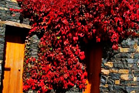 Parra virgen o Parthenocissus quinquefolia, en la imagen. Foto: gardensonline.com.au