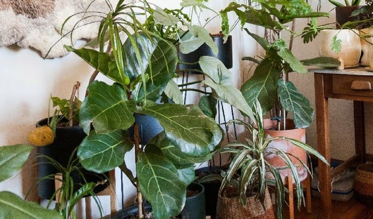 El ficus pandurata es de las plantas más elegidas por decoradores y ambientadores. Potencia cualquier rincón de tu casa. Foto: @claudivalentina