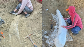 Así es el gigante colmillo hallado en Miramar. Así es el gigante colmillo hallado en Miramar.